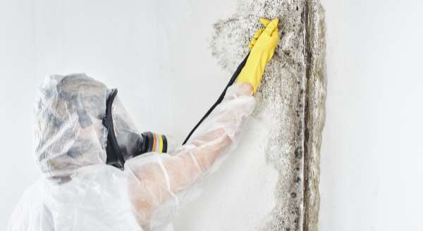 Tips On Detecting Mold and Finding a Mold Remediation Contractor