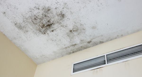 NETI Blog December 2022 - Mold In Rental